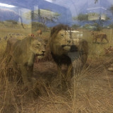 Экскурсия в зоологический музей