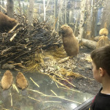 Экскурсия в зоологический музей